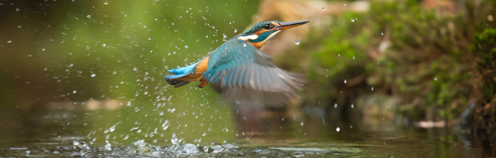 Fokusfalle für schnellen Eisvogel