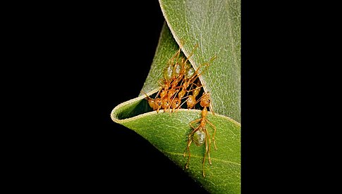 Australische Weberameisen bauen aus Blättern ihre Nester. Oft hängen mehrere der kunstvollen Gebilde zusammen in einem Baum. Beim Nestbau ziehen die Arbeiterinnen mit ihren Greifzangen Blätter zusammen und verweben sie anschließend mit Seidenfäden, die von ihren Larven produziert werden. Foto: Ingo Arndt/www.ingoarndt.com