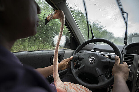 Der Flamingo Bob ist auf Curaçao tierischer Botschafter einer Naturschutzorganisation und Star von Jasper Doests Bilderserie „Meet Bob“.