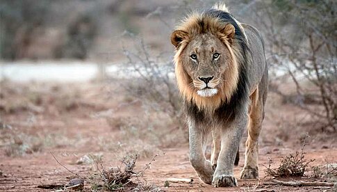 Die Sigma Fotosafari 2018 führt in den Chobe Nationalpark und in das Okavango Delta in Botswana.