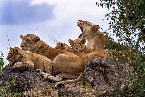 Löwen - Ein Tier der "Big Five"