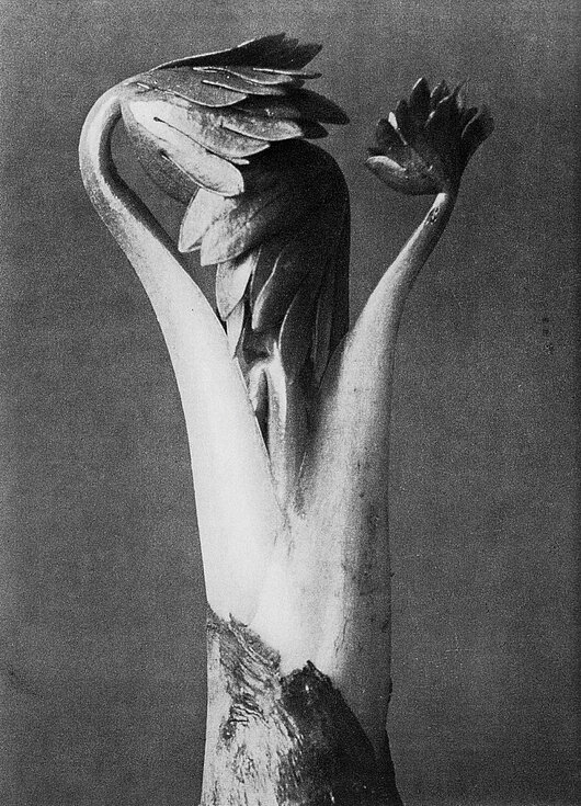 Karl Blossfeldt