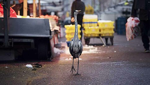 Aus der Serie „Dam Herons“ Foto: © Sam Hobson