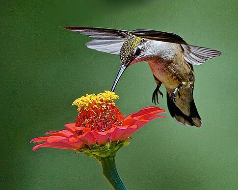 Digiscoper of the Year, Preisträger „Bewegung & Action“: Larry Jerrigan (2015)