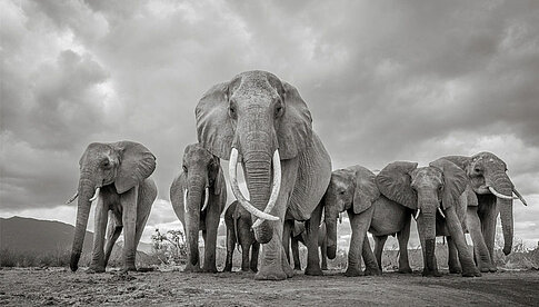 Sony World Photo Awards - Foto: Will Burrard-Lucas (UK) 