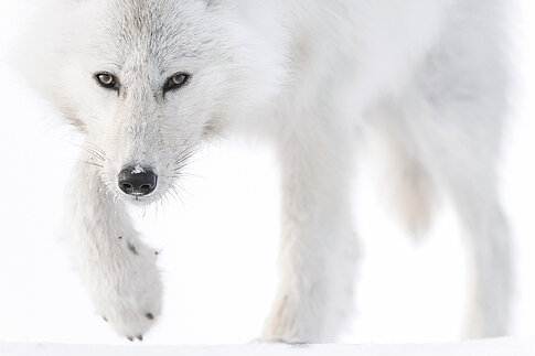 Vincent Munier