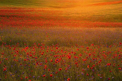 horizonte Zingst - Fotopodium: Sandra Bartocha mit „Kreativer Naturfotografie – Der eigenen Inspiration folgen“