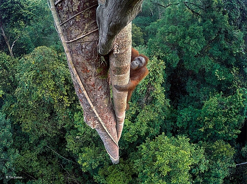 Tim Laman Wildlife Photographer of the Year 2016