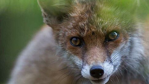 Naturfotografie erleben und erlernen. Foto: Klaus Echle