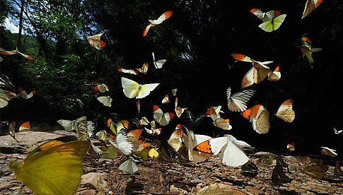 Ausstellung Mysterious World – Magic Nature“ von Takehiko Sato bei horizonte zingst 2019