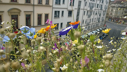 Eine Kategorie des WunderWelten-Fotowettbewerbs 2019: Artenvielfalt in der Stadt