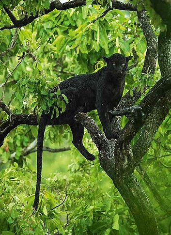 „Indian Wildlife Photography“ in Wolfen: Pierre Kombara