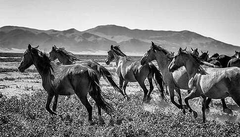 Manfred Baumanns „Mustangs“ sind vom 22. November 2017 bis 11. Februar 2018 im Naturhistorischen Museum in Wien zu sehen.